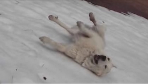 Un dueño grabó a su perro jugando sobre la nieve de manera curiosa... ¡Ya en el 