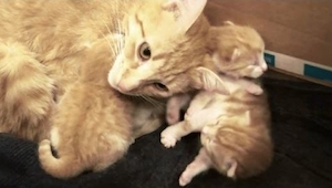 Esta gatita cuida a sus gatitos recién nacidos. Además, ¡habla con ellos! ¡Incre