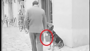¡Se sorprendió al ver a un perro sujetando un cubo, pero pronto se dio cuenta de