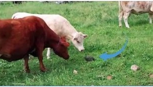 Estas vacas se acercaron a un objeto misterioso y cuando éste se movió... ¡Tenéi