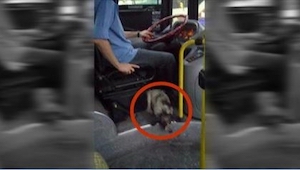 ¡A los pasajeros les sorprendió ver a un perro durmiendo en los pies de este con