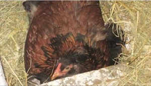 Un granjero vio una gallina empollando huevos. ¡Cuando se acercó, no pudo creer 