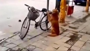 Un perro estaba vigilando la bicicleta de su dueño. ¡Esperad hasta el segundo 45