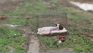 Un perro encarcelado y medio congelado estaba esperando a sus dueños. Cuando vi 