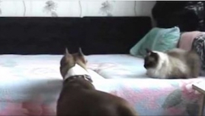 Creía que su perro aullaba cuando se quedaba solo en casa, pero este video mostr