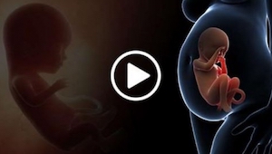 Este video muestra que pasa con los órganos internos de una mujer durante el emb