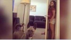 Un perro emocionado busca a su dueña. ¡No se puede ver este video sin sonreír!