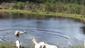 Un labrador retriever salta al agua. ¡Lo que hacen sus cachorros es increíble!