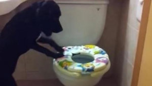 Cuando este perro desapareció en el baño, su dueño lo grabó en secreto.¡En el se