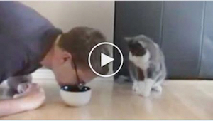 ¡La genial reacción de un gato al ver a su dueño fingiendo comer de su comedor! 
