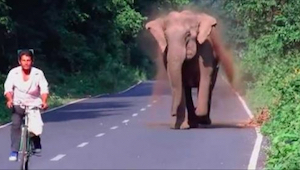 Un elefante va detrás de un ciclista, pero espera para saber la razón. ¡Increíbl