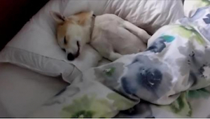 Este perro no quería ir al veterinario y por eso fingió estar durmiendo, pero su