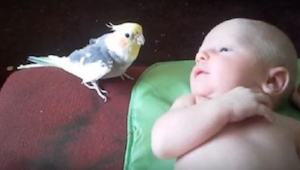 A los padres de este bebé les daba miedo la primera confrontación entre su hijo 