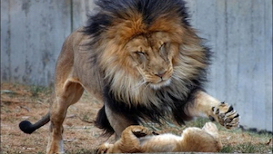 ¡Lo qué pasó un segundo antes de que este león castigara a su hijo, fue genial!
