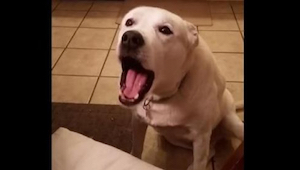 ¡Lo que hizo este perro cuando su dueña iba a contarle su día, nos hizo llorar d