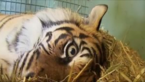 Cuando esta tigresa dio a luz, todos los trabajadores del zoo se quedaron boquia