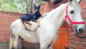 Un dóberman y un caballo son los mejores amigos: ¡tenéis que verlo!