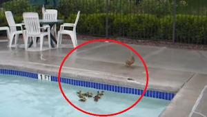 Los patitos no pudieron salir de la piscina y su madre no tuvo cómo ayudarlos. F