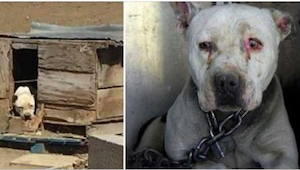 Este perro iba a pasar 2 años encadenado mientras su dueño estaba en la cárcel. 