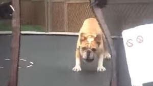 El dueño de este bulldog le dejó entrar en un trampolín. ¿Un rato después? ¡Geni