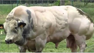 Este toro fue creado sólo para dar la más carne posible. ¡Mirad cómo se ve cuand