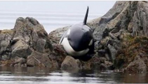 Una orca luchaba por su propia vida. ¡Mirad cuántas personas le ayudaron a sobre