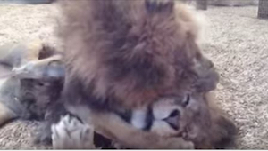 Estos dos leones fueron maltratados en un circo. Cuando sus rescatadores les dev