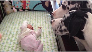 ¿Qué va a pasar si dejamos un bebé solo con un perro? ¡Míradlo con vuestros prop