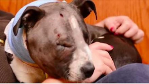 Desde los primeros meses de su vida este perro era obligado a luchar durante pel