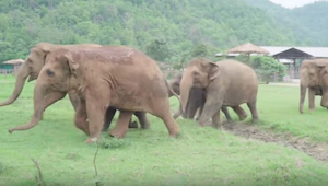 Los elefantes van corriendo para dar la bienvenida a un huésped. ¡Cuando lo veái