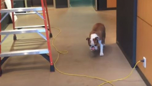 A este bulldog le da miedo acercarse a los cables. ¡Su solución es genial!