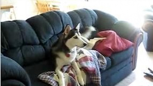 Este husky es adicto a la televisión. Mirad cómo reacciona cuando su dueña le di