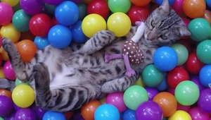 El mejor video de esta semana: el gato más feliz al ver su propia piscina de bol