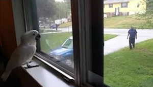 Esta cacatúa le espera a su dueño mirando por la ventana. ¡Mirad lo que pasa cua