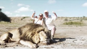 Mataron a un león y posaron para la foto. ¡Lo que apareció detrás de su espalda 