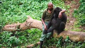 Este trabajador del parque natural se acercó a un gorila desconsolado por la mue