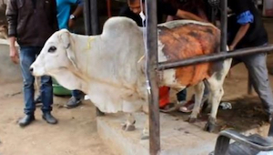 Este toro enfermo se encontró en una clínica veterinaria por tener una barriga h
