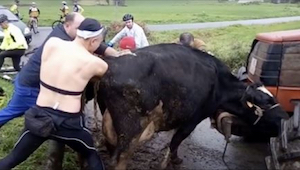 Esta vaca muge de todas sus fuerzas cuando un hombre le mete dentro sus ambos br
