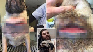 Un hombre dejó a su perro en manos de un cuidador profesional. Cuando éste le ma