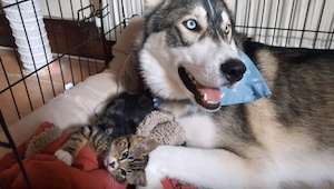 Este gatito ayudó a un husky nervioso a calmarse. ¡Tenéis que ver este maravillo