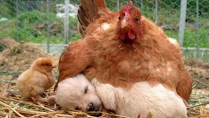 ¡Estas 9 fotos confirman que las gallinas son las mejores madres del reino anima