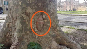 Tragada por un árbol: ¡se veía solo su nariz y su boca!