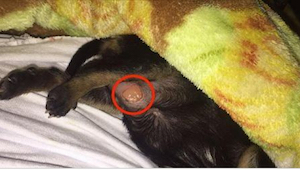 El veterinario se fijó en una herida rarísima en la barriga de un cachorro. ¡Lo 