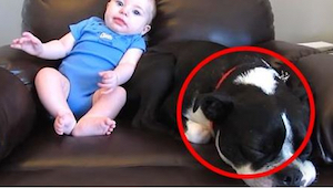 Un bebé hizo sus necesidades en el pañal, pero no apartéis la vista del perro qu